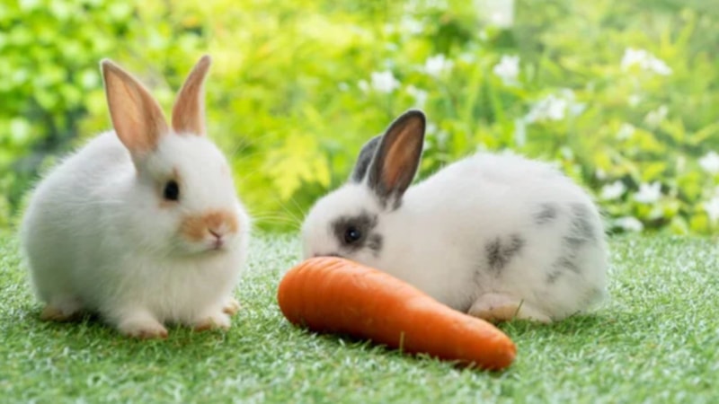 Tavşanlar gerçekten havuç sever mi? İşte yanıtı...