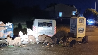 Muğla'da Marmaris Belediyesi’nin ihmali yaban domuzlarını şehre doldurdu