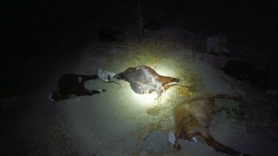 Hatay'da dereden su içen 65 küçükbaş hayvan öldü