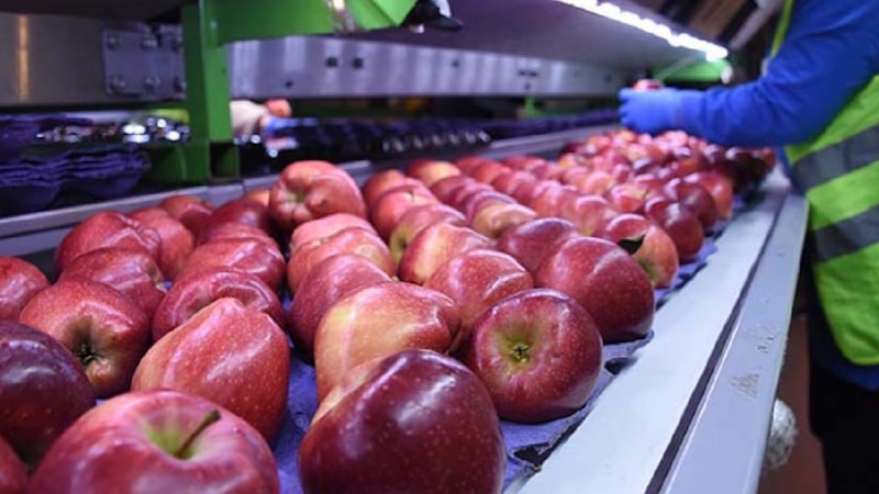 Yurt dışına ihracat yapıyordu... Türkiye’nin gıda devi konkordato ilan etti