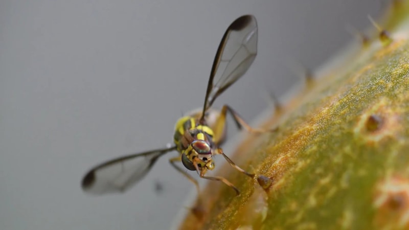 Meksika sınırında biyolojik tehlike: ABD, milyonlarca sinek üretip uçaklardan salacak