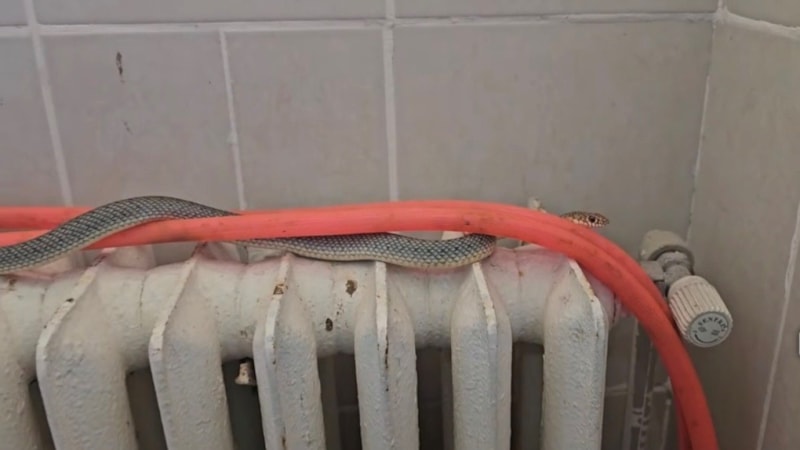 Kütahya'da restoran tuvaletindeki yılan korkuttu