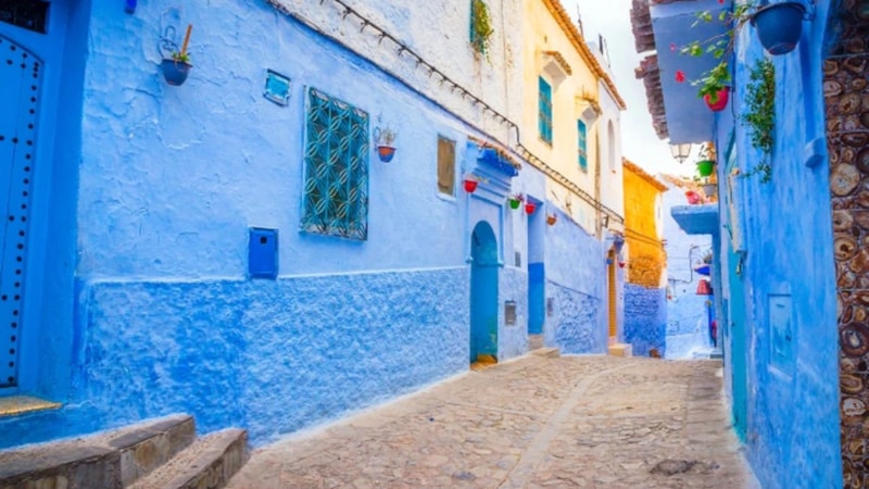 Görsel Zeka Testi: En Keskin Gözlemciler Gizlenmiş Kediyi Bulur