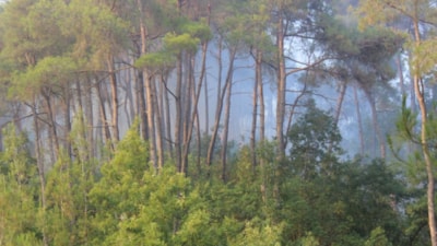 Bayırbucak’taki Türkmen köylerinde orman yangınları sürüyor: İHH destekte