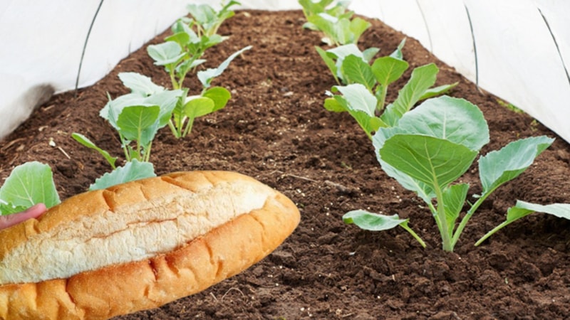Bayat ekmekleri bahçeye gübre yapın, bitkileriniz nasıl canlanıyor görün