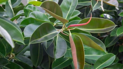 Klimayı, vantilatörü kapatın: Bu bitki evi buz gibi tutuyor...