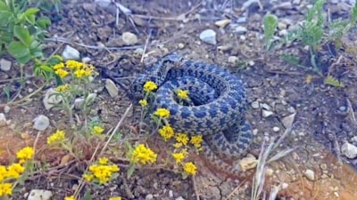 Erzincan’da koca engerek yılanı görüntülendi