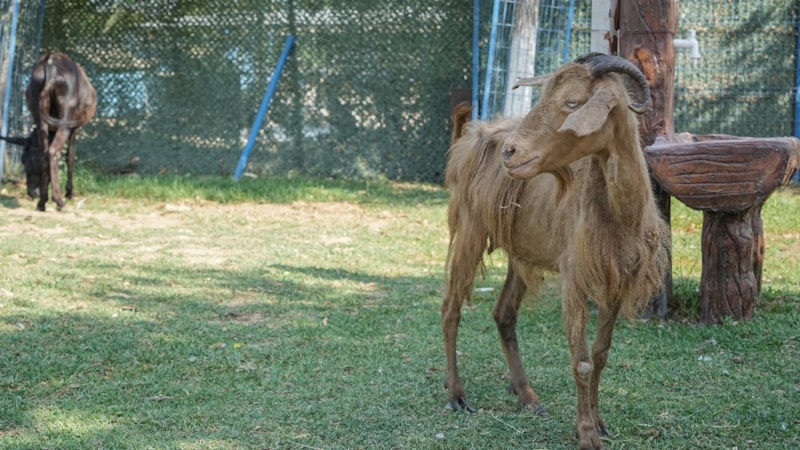 İzmir'de yangından kurtarılan hayvanlar Bursa'da tedavi altında