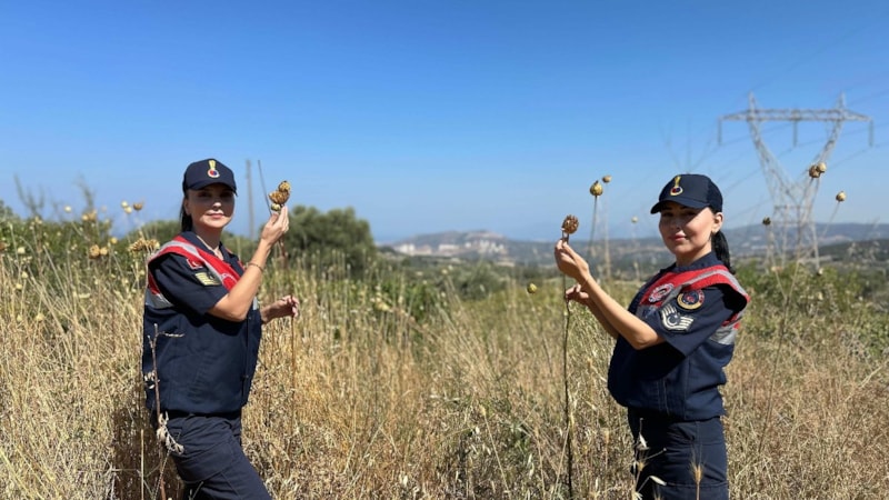 Aydın'da Tülüşah bitkisini koparana ceza