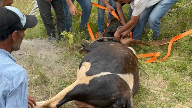 Kocaeli'de defineciler kuyu kazdı: Gebe inek içine düştü