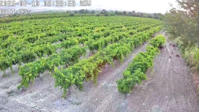 Denizli'deki çiftçinin hırsızlık önlemi, şaşırtıcı bir manzarayı ortaya çıkardı