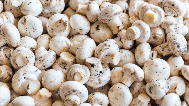 Salmonella tespit edildi! Marketlerde satılan mantarlar raflardan kalkıyor