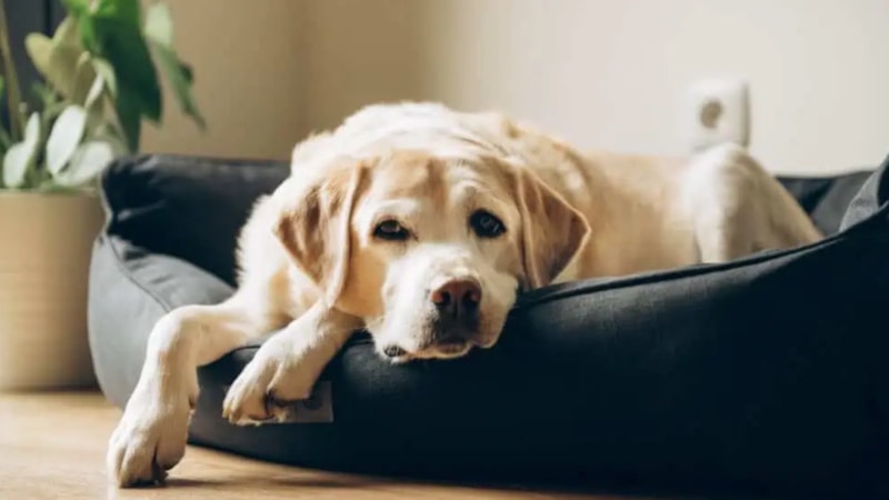 Hangi köpek ne kadar yaşıyor? İşte köpek ırklarının yaşam süreleri