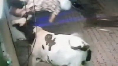 Hindistan'da başıboş inek yaşlı kadına saldırdı