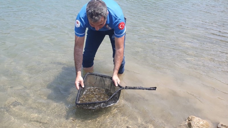 Adana'da 321 bin sazan yavrusu baraja salındı