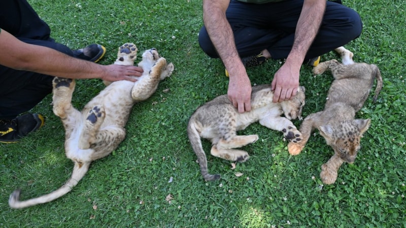 Cumhurbaşkanı Erdoğan'a hediye edilen aslanların yavrularına isim aranıyor