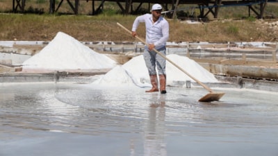 Sivas'ta iki asırdır aynı yöntemlerle elde edilen beyaz altının hasadı başladı