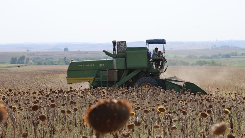 Adana'da kuraklık ayçiçeği hasadını öne çekti
