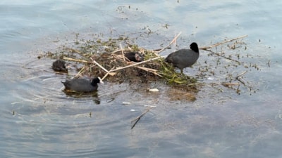 Adana'da karabatak su üzerine çalı ve ot taşıyarak yuva yaptı