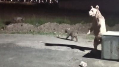 Kars'ta ayı saldırısından son anda kurtuldu