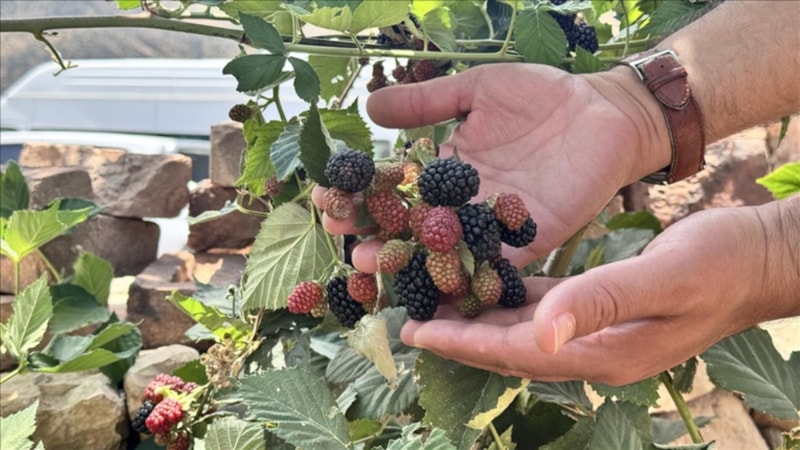 Deneme başarılı sonuçlandı: Siirt'te böğürtlen üretildi