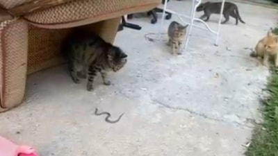 Gümüşhane'de kedilerin yavru yılanla oyunu kamerada