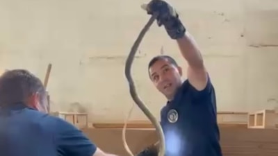 Kastamonu'da bir fabrikada yılan paniği