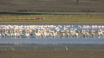 Yozgat'ın gizli cenneti Gelingüllü Barajı görenleri büyülüyor
