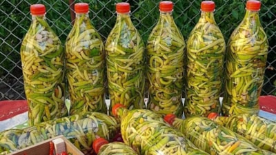 Bu turşu su istemiyor; Pet şişeye dizin, 24 saat  bekleyin...