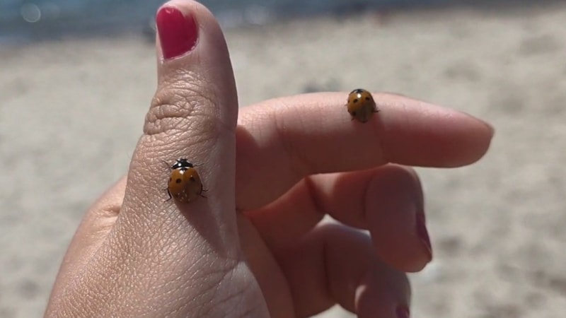 Yetkililer uyardı: Uğur böceği görenler dikkat!