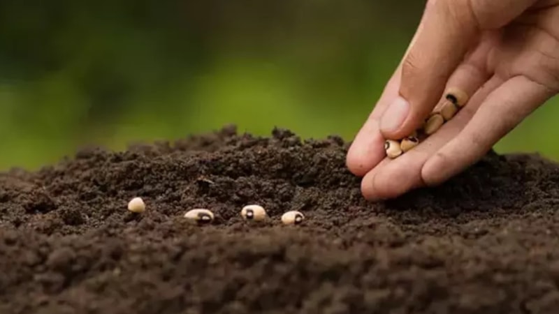 Asırlık miras: Bu ağaç bir kez ekince 400 yıl meyve veriyor