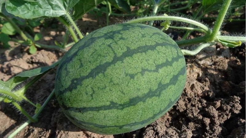 1 karpuz kaç günde yetişir? İşte gün sayısı...