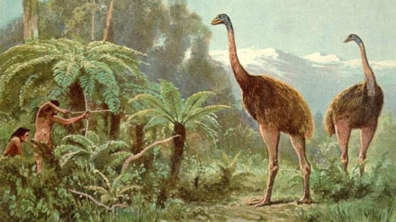 Nesli tükenmiş 3.6 metre boyundaki kuş yakında aramızda dolaşabilir