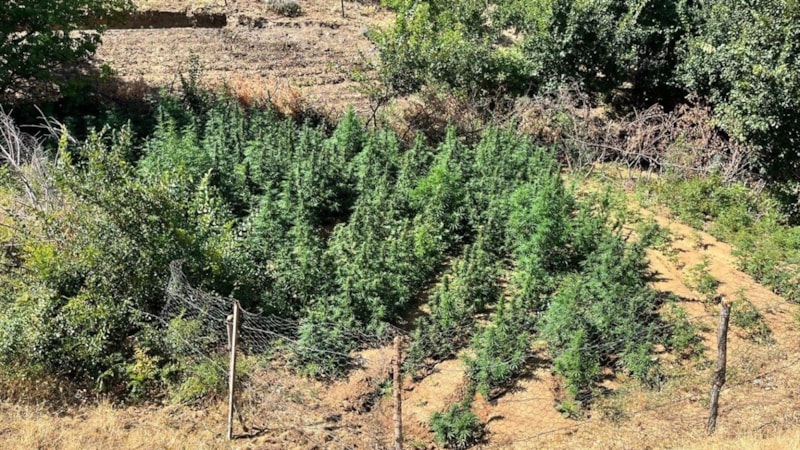 Bingöl’de bin 651 kök Hint keneviri ele geçirildi