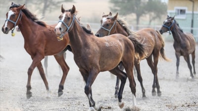TİGEM'den 59 safkan Arap koşu tayı satışı