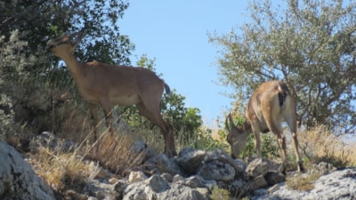 Kahramanmaraş Ahır Dağı'nda alageyik sürüsü görüntülendi