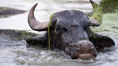 Erzurum'da sıcaktan bunalan mandaların banyo keyfi