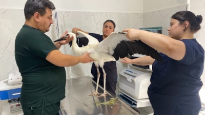 Manisa'da susuzluktan bitkin düşen leylek tedavi edildi