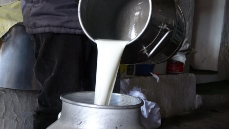 Çiğ süt fiyatı 2025: 1 litre çiğ süt ne kadar, kaç TL?