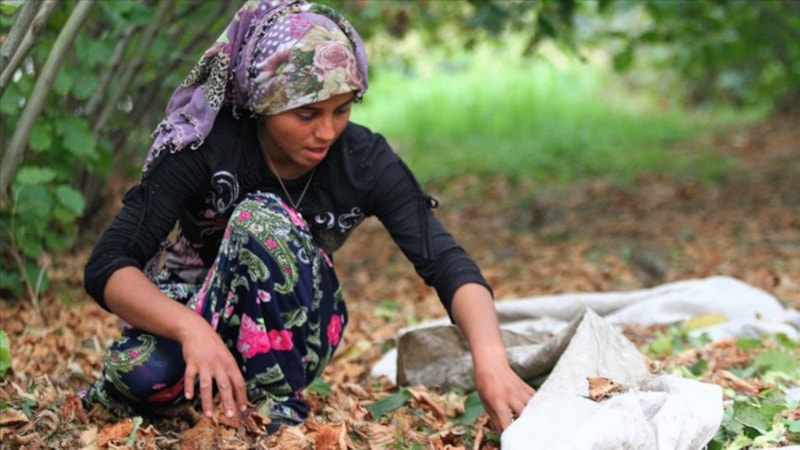 Trabzon’da fındık işçilerine ödenecek rakam açıklandı