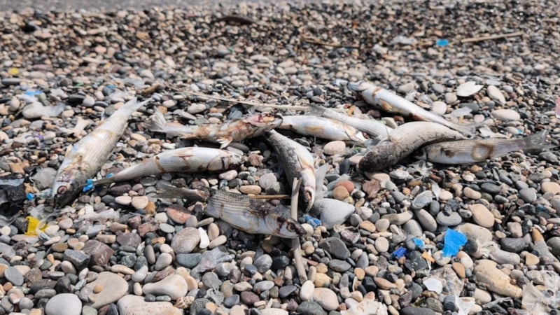 Mersin'de balık ölümleri