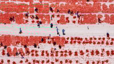 İzmir'de kavurucu sıcakta kuru domates mesaisi başladı