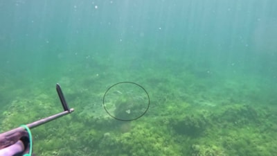 Marmara Denizi’nde bir ilk: Caretta caretta  görüntülendi