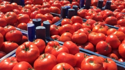 Dikkatli olun uyarısı yapıldı: Domatesler bakteri riski taşıyor!