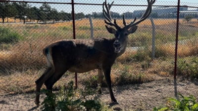 Afyonkarahisar'da yola inen geyik ekipleri harekete geçirdi