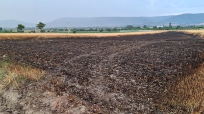 Denizli'de ekili araziye düşen yıldırım 8 ton buğdayı kül etti