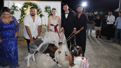 Çanakkale'de bir düğünde gelin ve damada buzağı hediye edildi