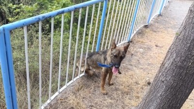 Hatay'da demir korkuluklara sıkışan köpeği itfaiye kurtardı