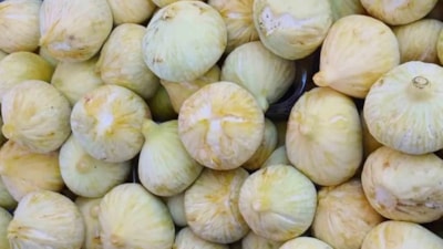 Sezonun beklenen hasadı bereketiyle geldi: Kilosu 200 TL