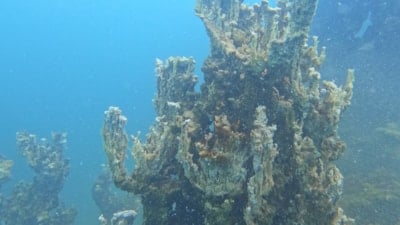 Van Gölü'nde şu ana kadarki en büyük mikrobiyait görüntülendi